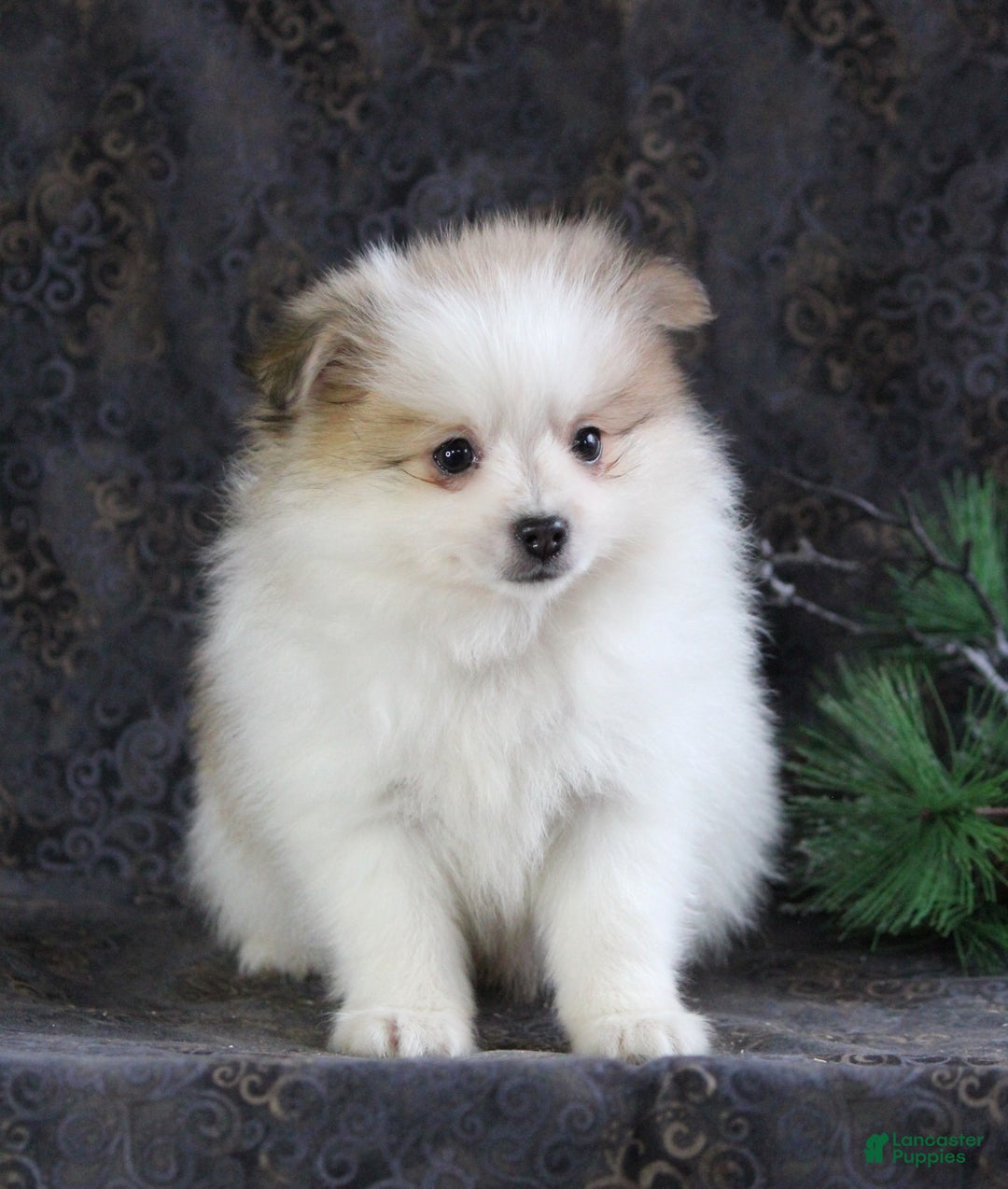 Pomeranian dogs for sale: Pete - Ad 6