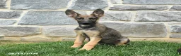 German Shepherd dogs for sale: Tinker - Ad 2