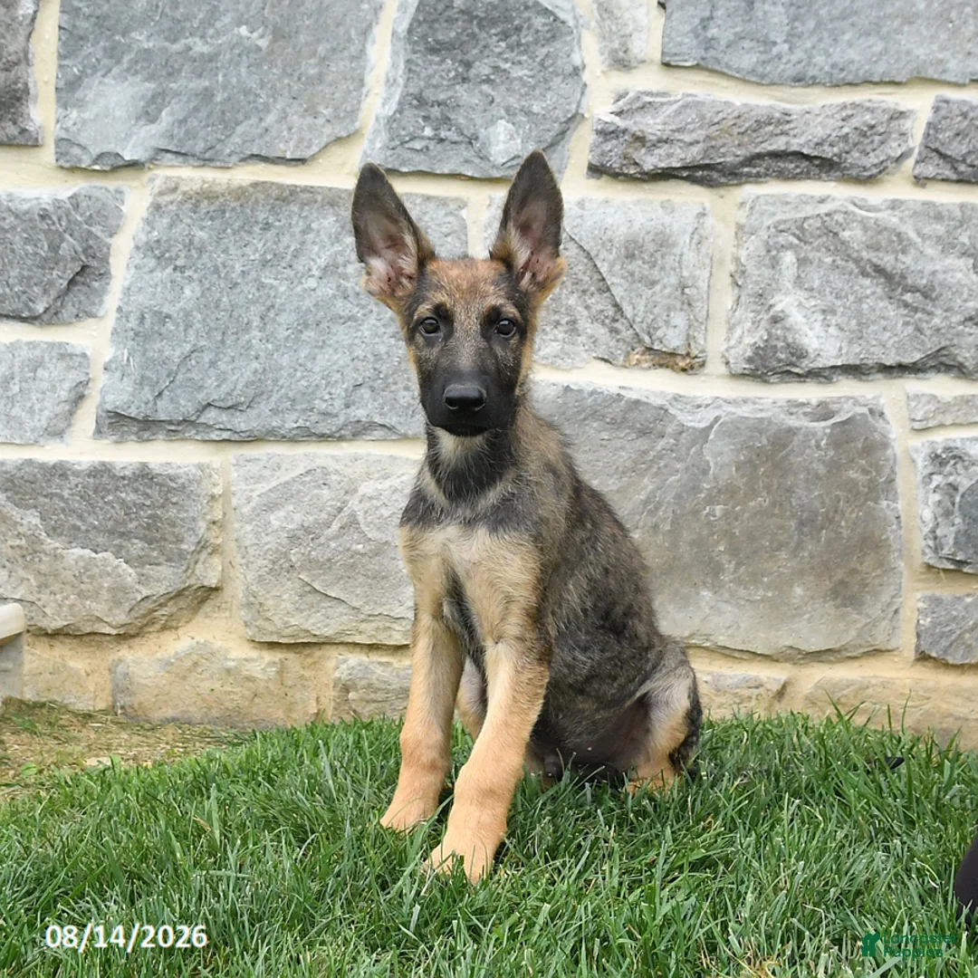 German Shepherd dogs for sale: Tinker - Ad 2