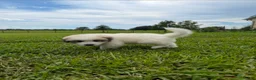 Great Pyrenees dogs for sale: Purple Boy - Ad 5
