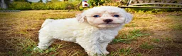 Havapoo dogs for sale: Melody-Sale!!! - Ad 6