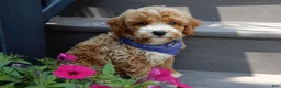 Mini Goldendoodle dogs for sale: Leo - Ad 1