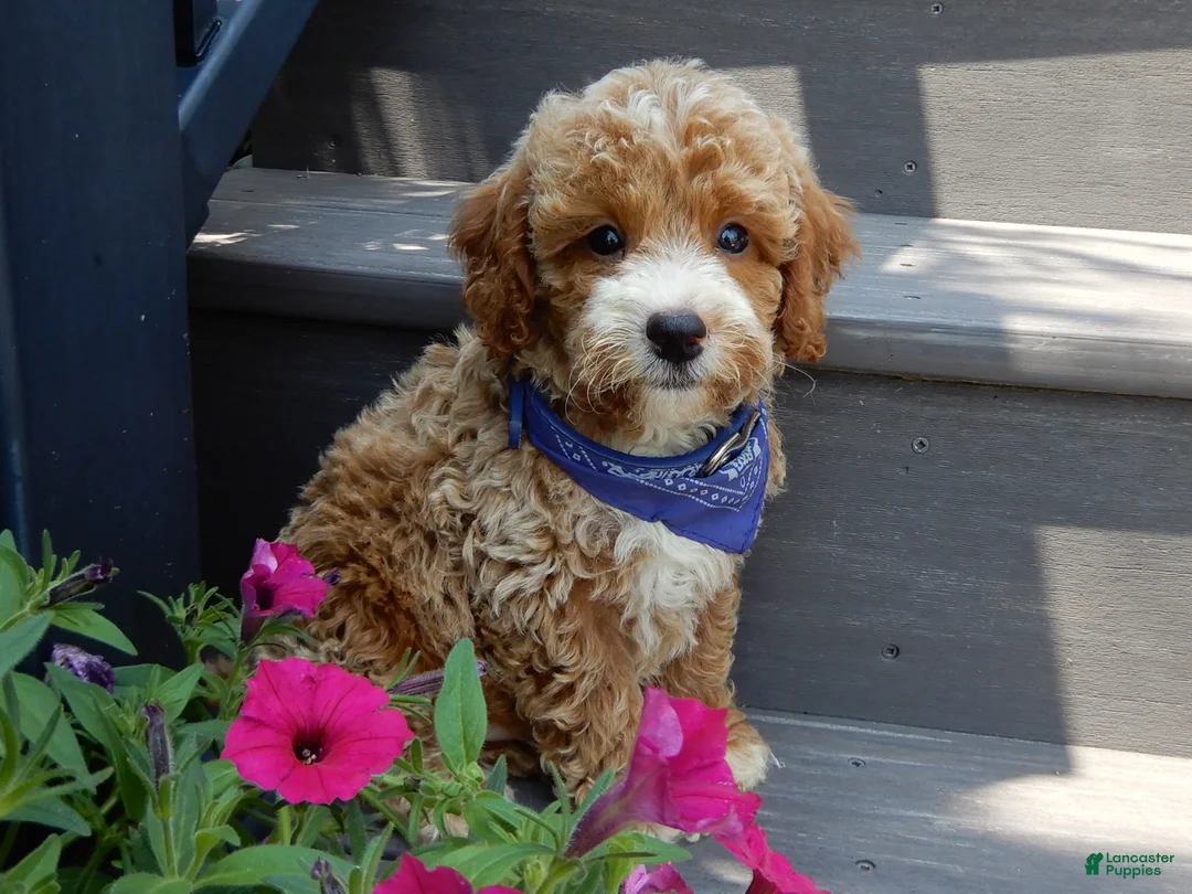 Mini Goldendoodle dogs for sale: Leo - Ad 1