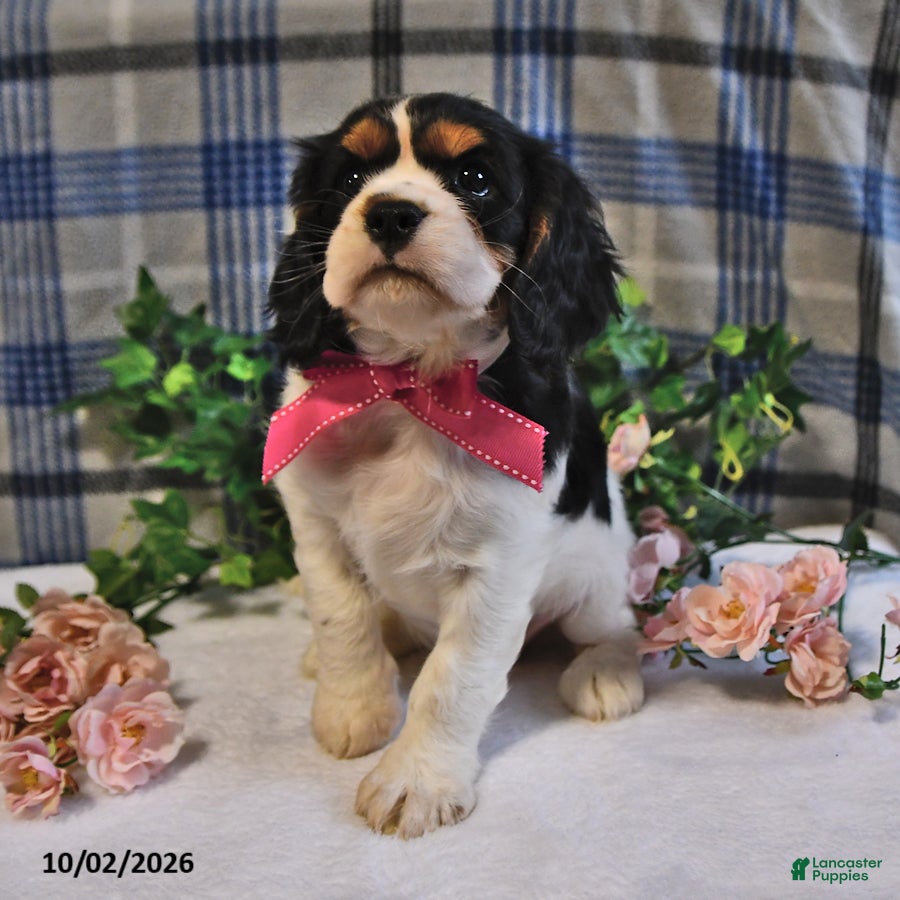 Cavalier King Charles Spaniel dogs Cassie   - Ad 2
