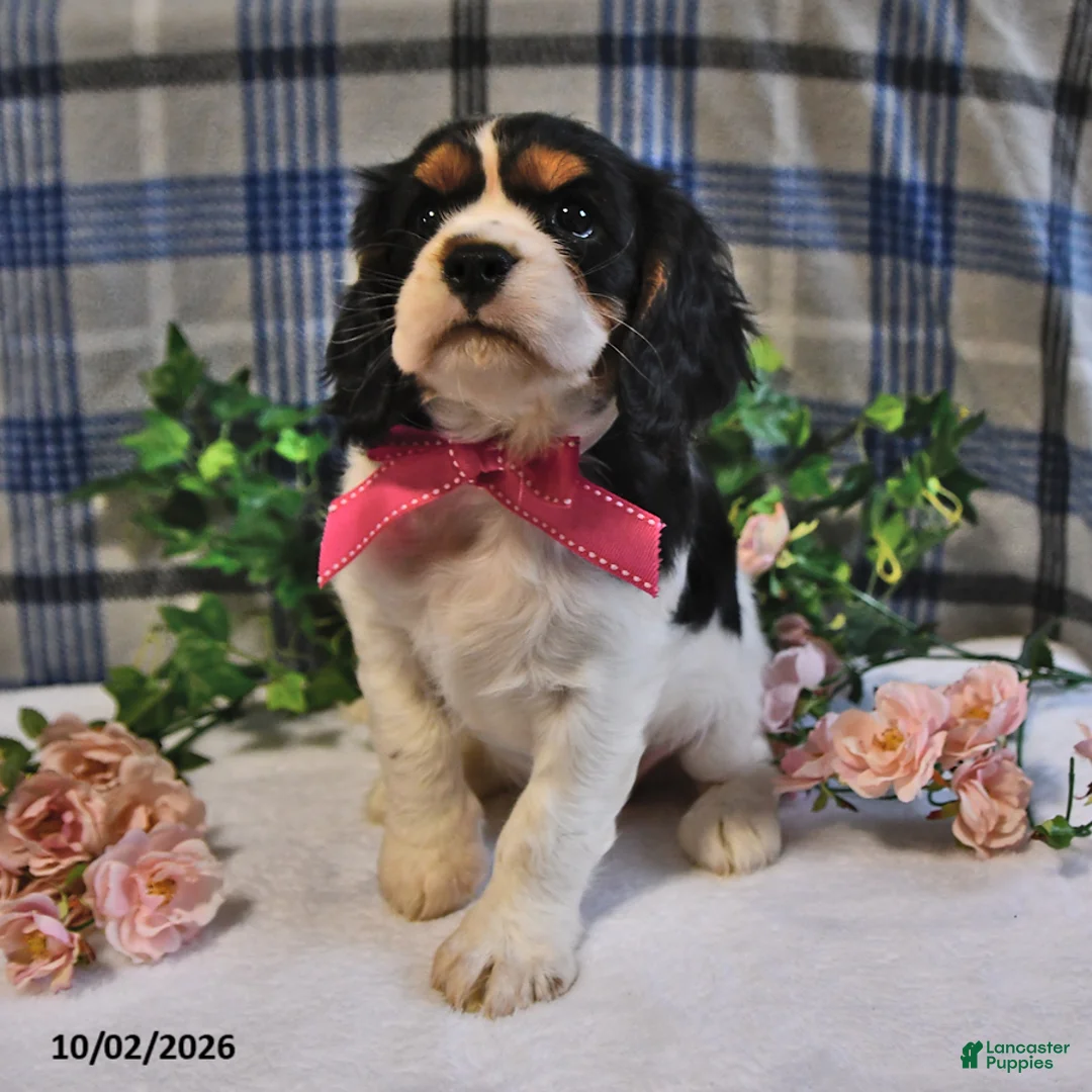 Cavalier King Charles Spaniel dogs for sale: Cassie   - Ad 2