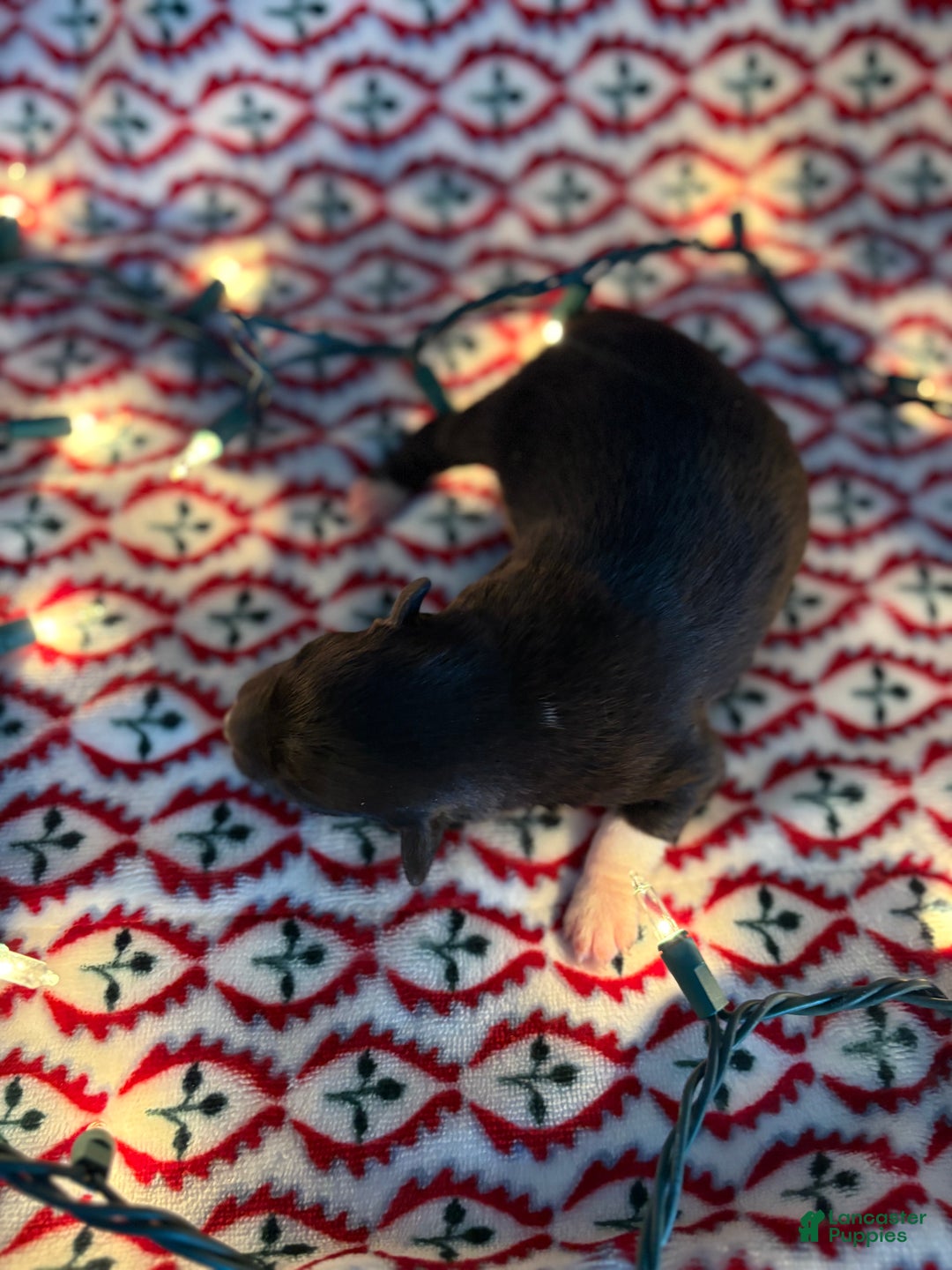 Mixed Breed dogs for sale: Mixed Breed Puppy 2 - Ad 2