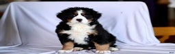 Bernese Mountain Dog dogs for sale: Serena - Ad 2