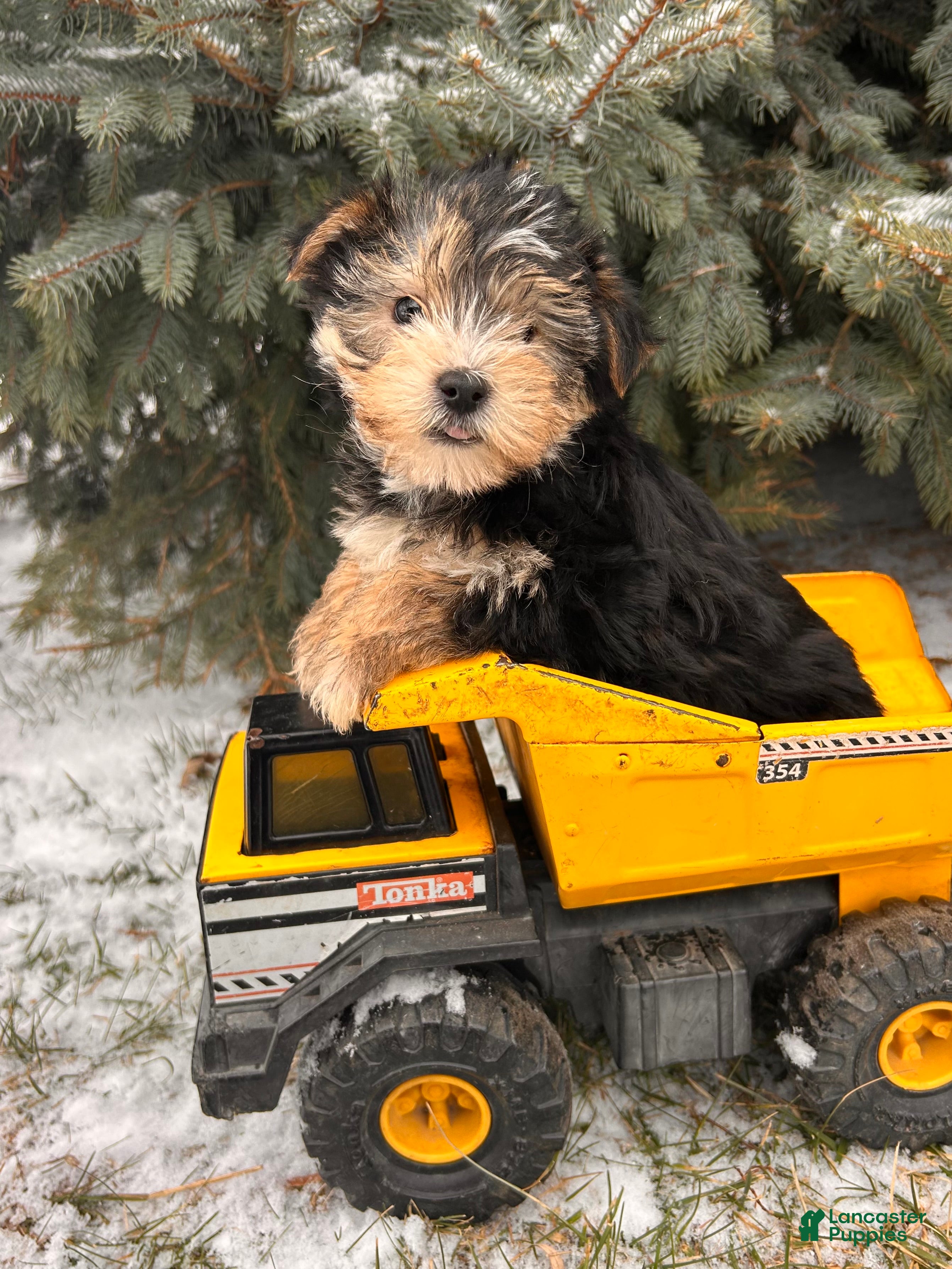 Morkie dogs Maxwell - Ad 15