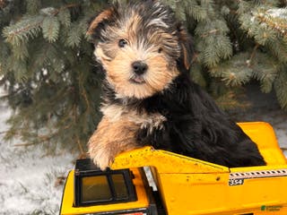 Morkie dogs Maxwell - Ad 15