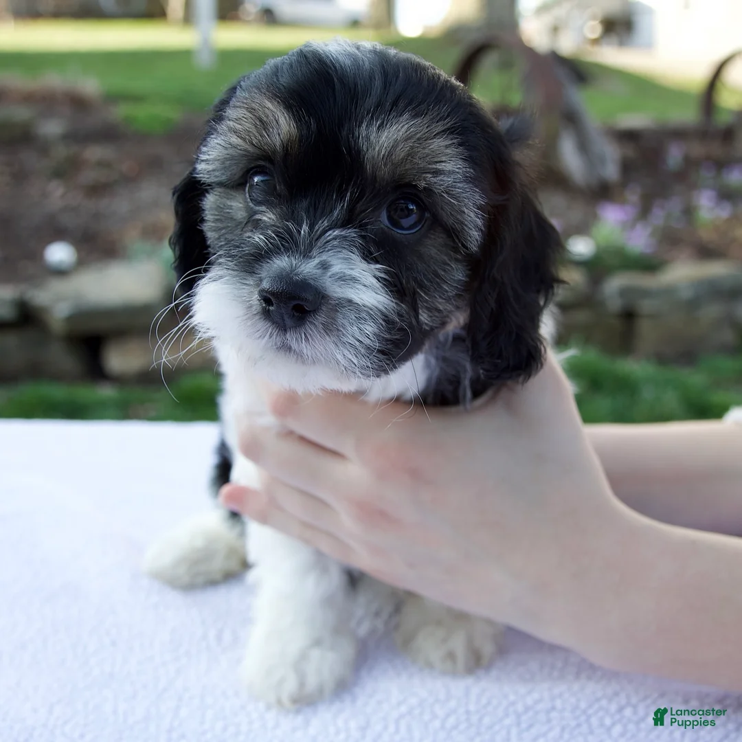 Cavapoo dogs for sale: Ella - Ad 1