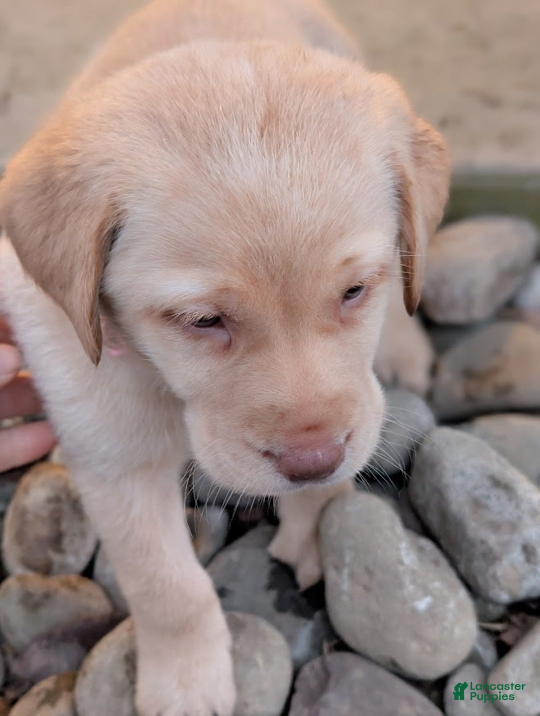 Labrador Retriever dogs for sale: Wren - Ad 5