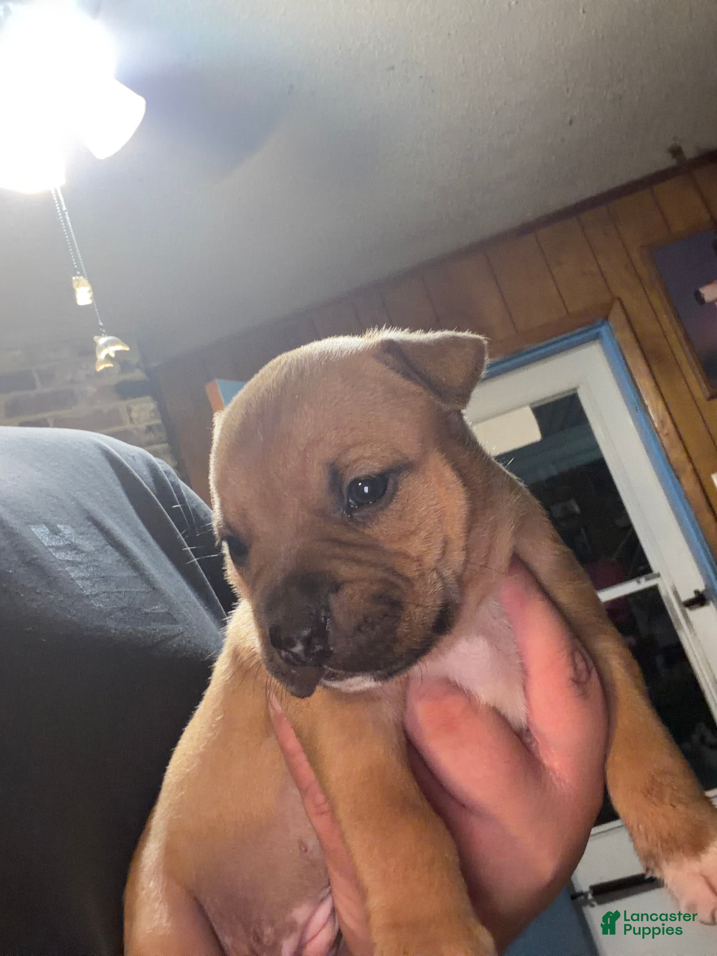 American Bully dogs American Bully 6 - Ad 13