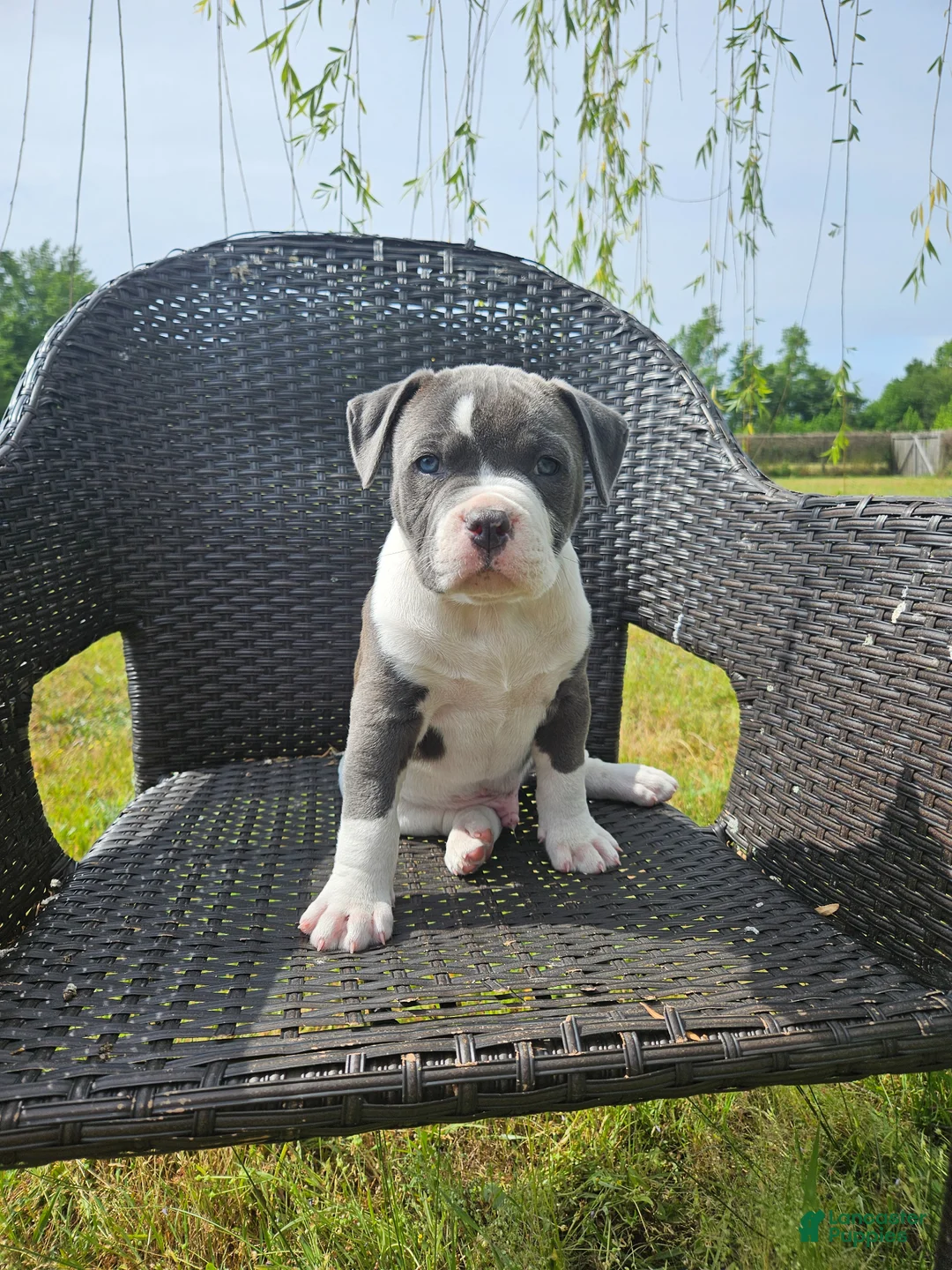 Mixed Breed dogs for sale: Tsunami - Ad 1