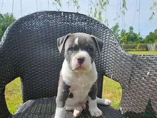 Mixed Breed dogs for sale: Tsunami - Ad 1
