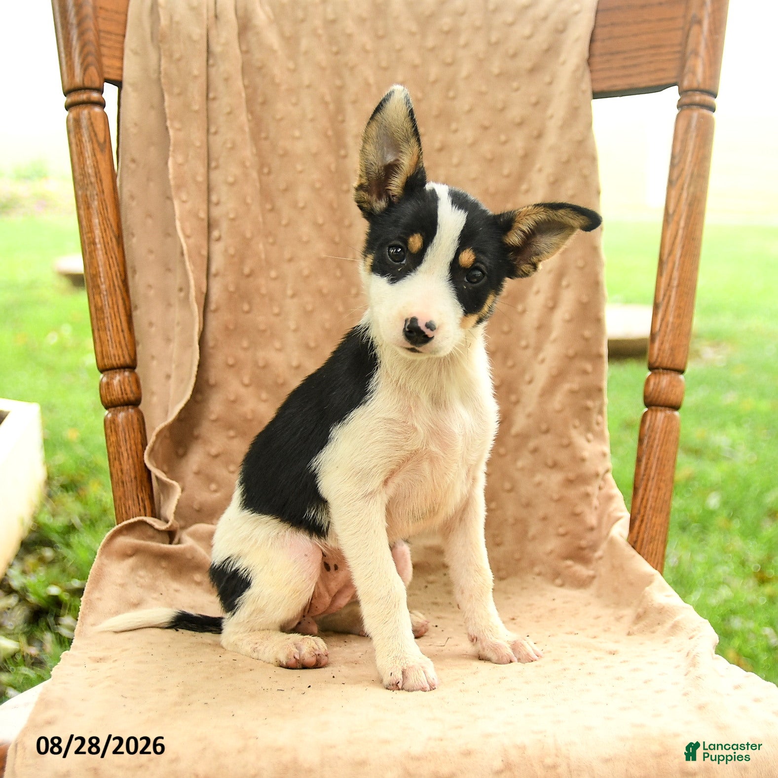Mixed Breed dogs Flora - Ad 2