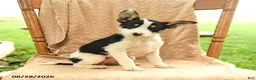 Mixed Breed dogs for sale: Flora - Ad 2