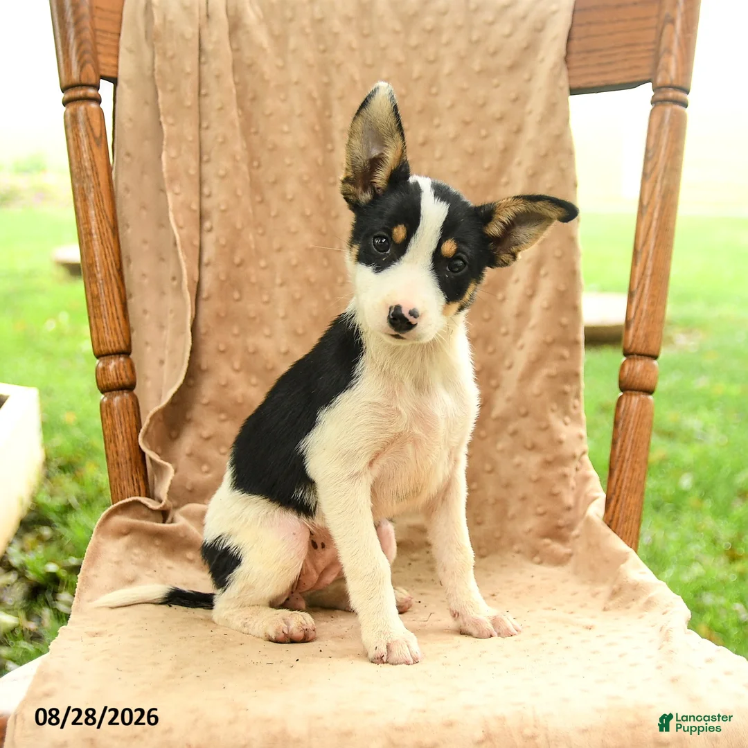 Mixed Breed dogs for sale: Flora - Ad 2