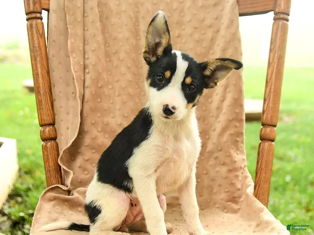 Mixed Breed dogs for sale: Flora - Ad 2