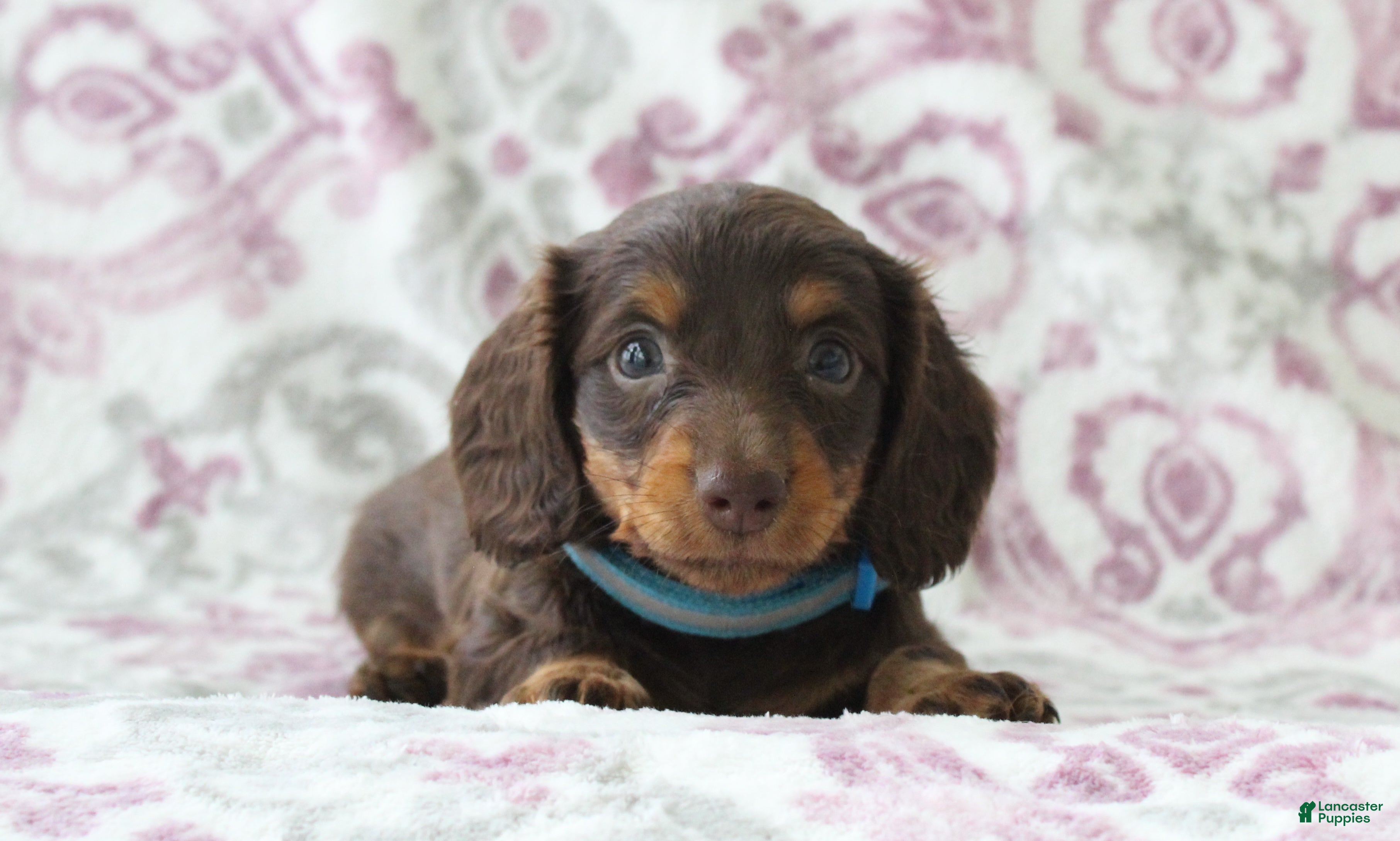 Miniature Dachshund dogs Candy - Ad 1