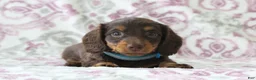 Miniature Dachshund dogs for sale: Candy - Ad 1
