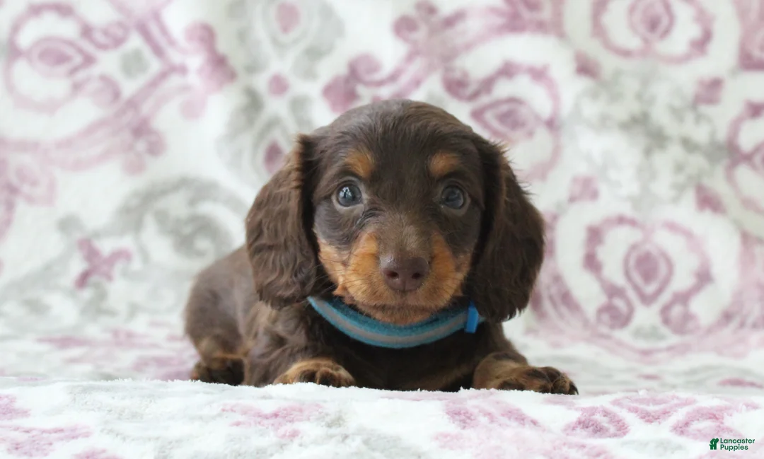 Miniature Dachshund dogs for sale: Candy - Ad 1