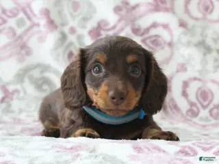 Miniature Dachshund dogs for sale: Candy - Ad 4