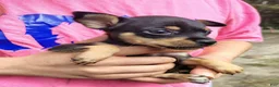 Chihuahua dogs for sale: Trevor (teacup) - Ad 1