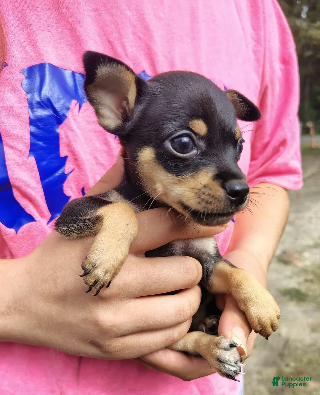 Chihuahua dogs for sale: Trevor (teacup) - Ad 1