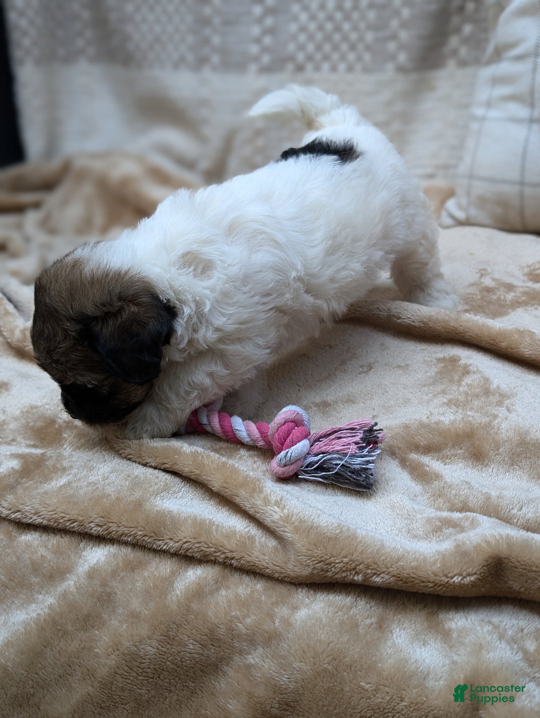 Havapoo dogs for sale: Sassy - Ad 10