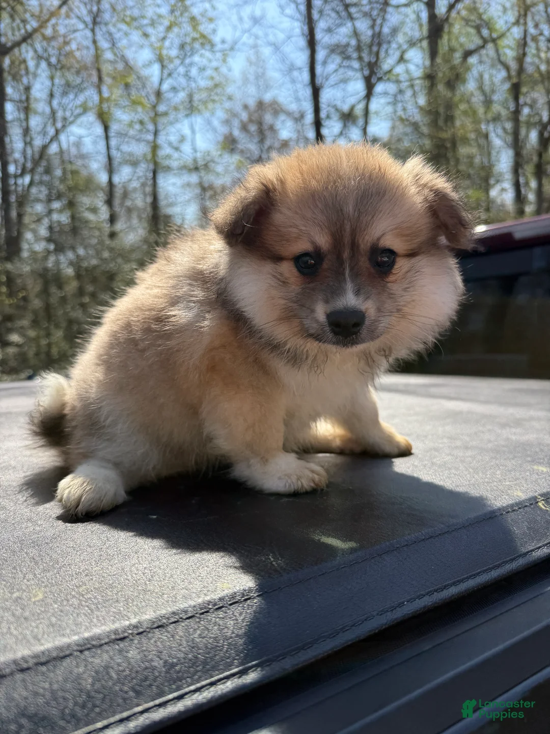 Pomeranian dogs for sale: Pomeranian Puppy 2 - Ad 1