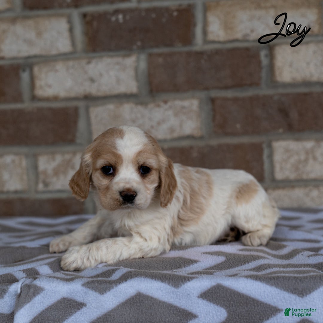 Cocker Spaniel dogs for sale: Joy - Ad 1