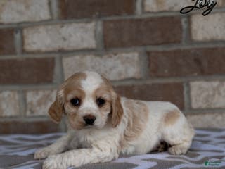 Cocker Spaniel dogs Joy - Ad 6