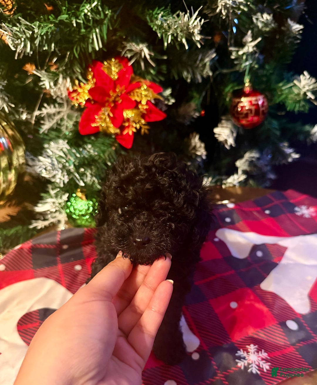 Toy Poodle dogs for sale: Toy Poodle Puppy 2 - Ad 6