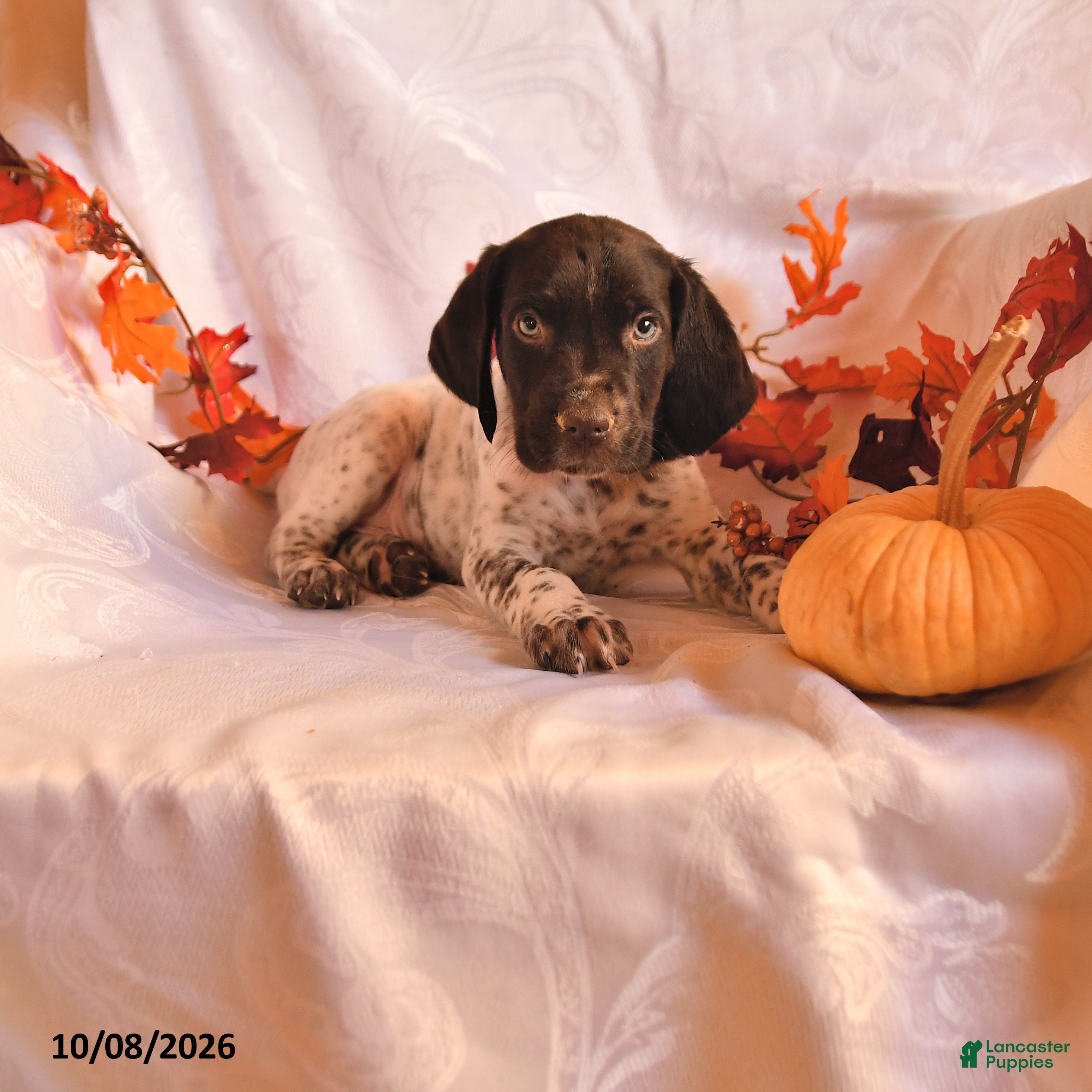 German Shorthaired Pointer dogs for sale: Ammo - Ad 1