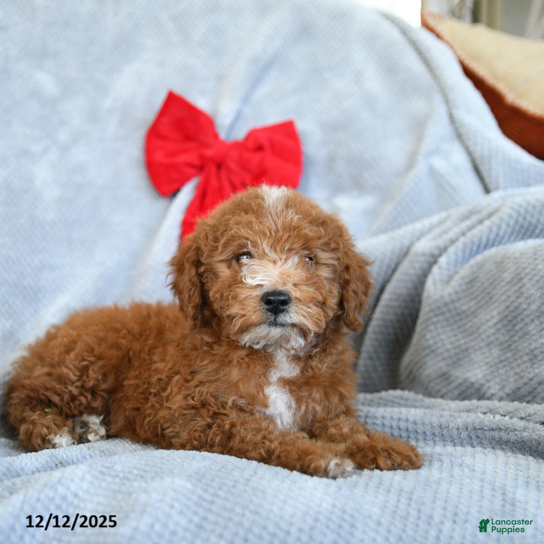 Miniature Poodle dogs for sale: Rita - Ad 4