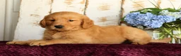 Golden Retriever dogs for sale: Sadie  - Ad 8