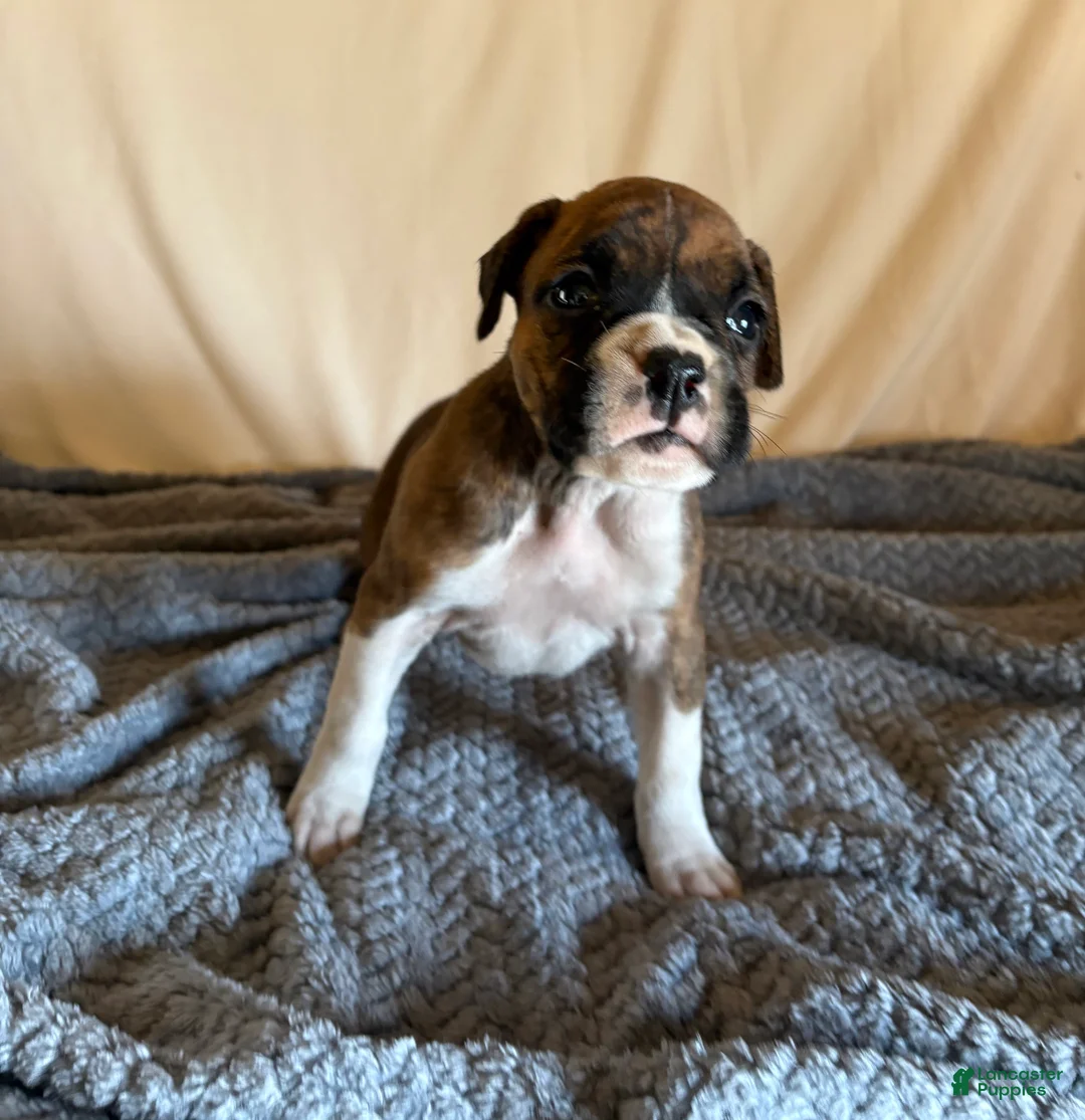 Boxer dogs for sale: Boxer Puppy 3 - Ad 1