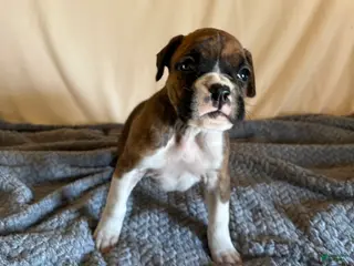 Boxer dogs Boxer Puppy 3 - Ad 8