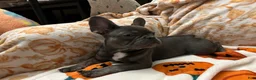 French Bulldog dogs for sale: Charlotte - Ad 2