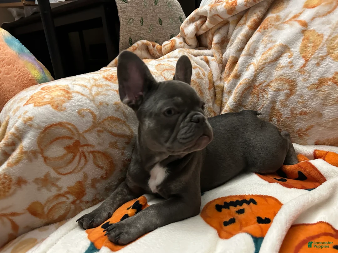French Bulldog dogs for sale: Charlotte - Ad 2