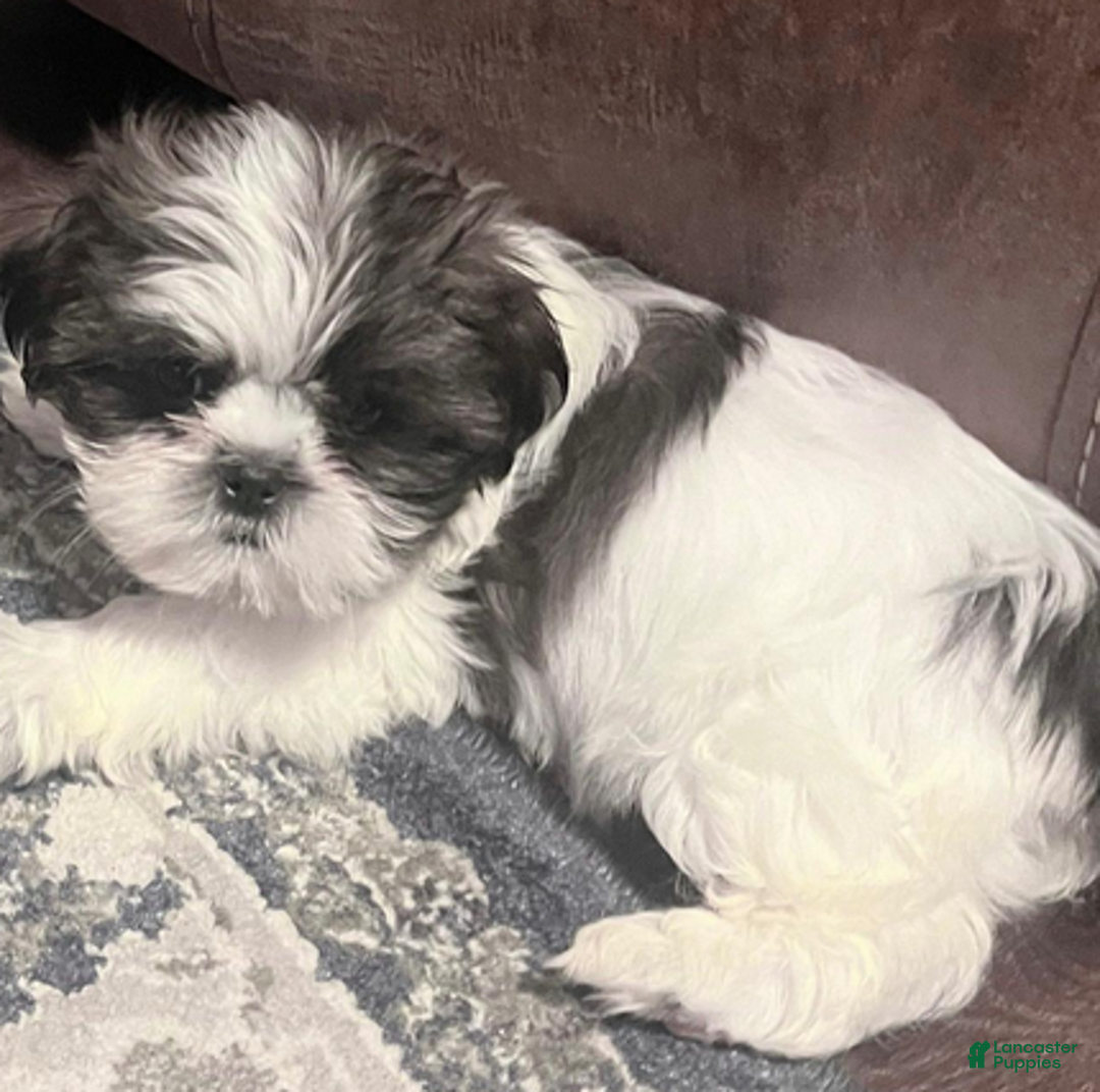 Shih Tzu dogs for sale: AKC Grace - Ad 2