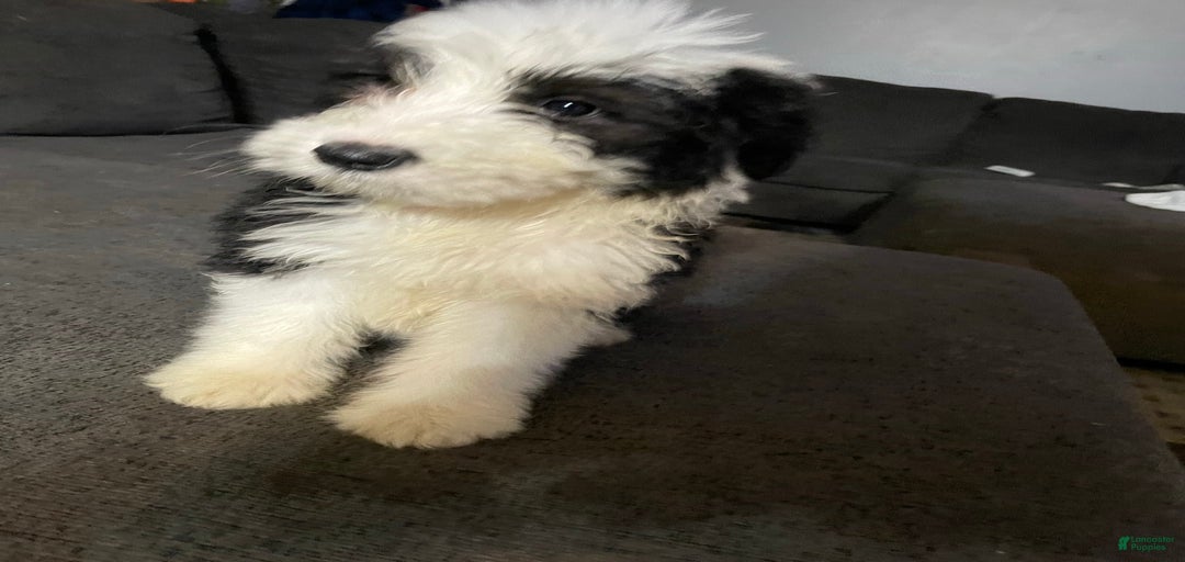 Gallery Image {{count}}