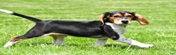 Beagle dogs for sale: Sammy - Ad 5