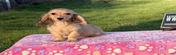Miniature Dachshund dogs for sale: Cream - Ad 1