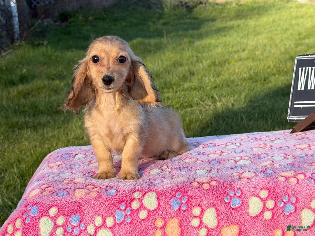 Miniature Dachshund dogs for sale: Cream - Ad 1