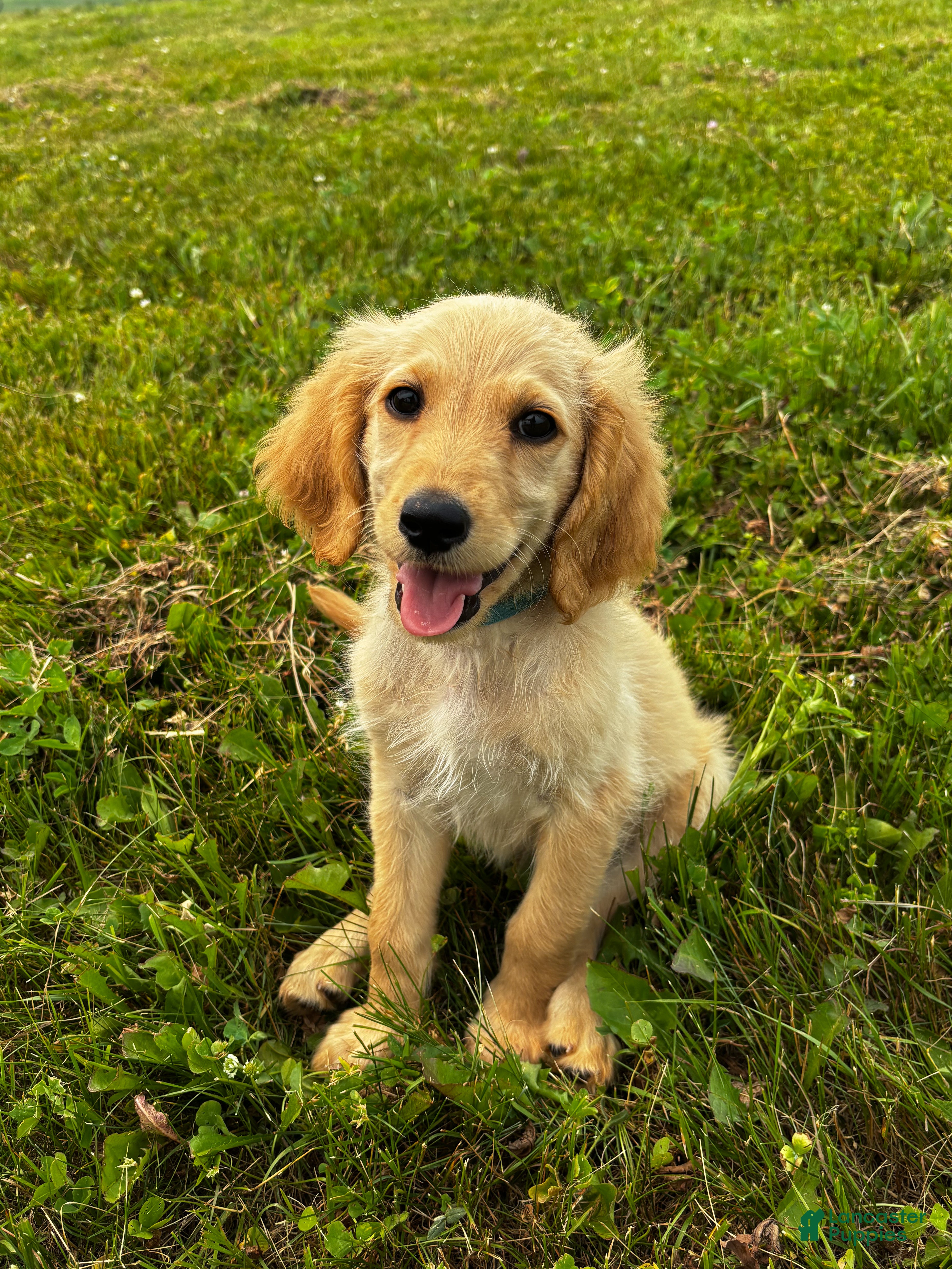 Goldendoodle dogs Halo - Ad 27