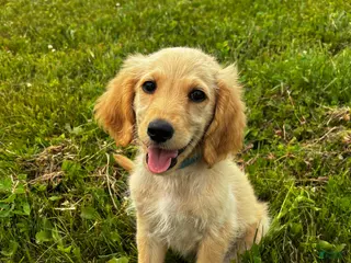 Goldendoodle dogs Halo - Ad 27