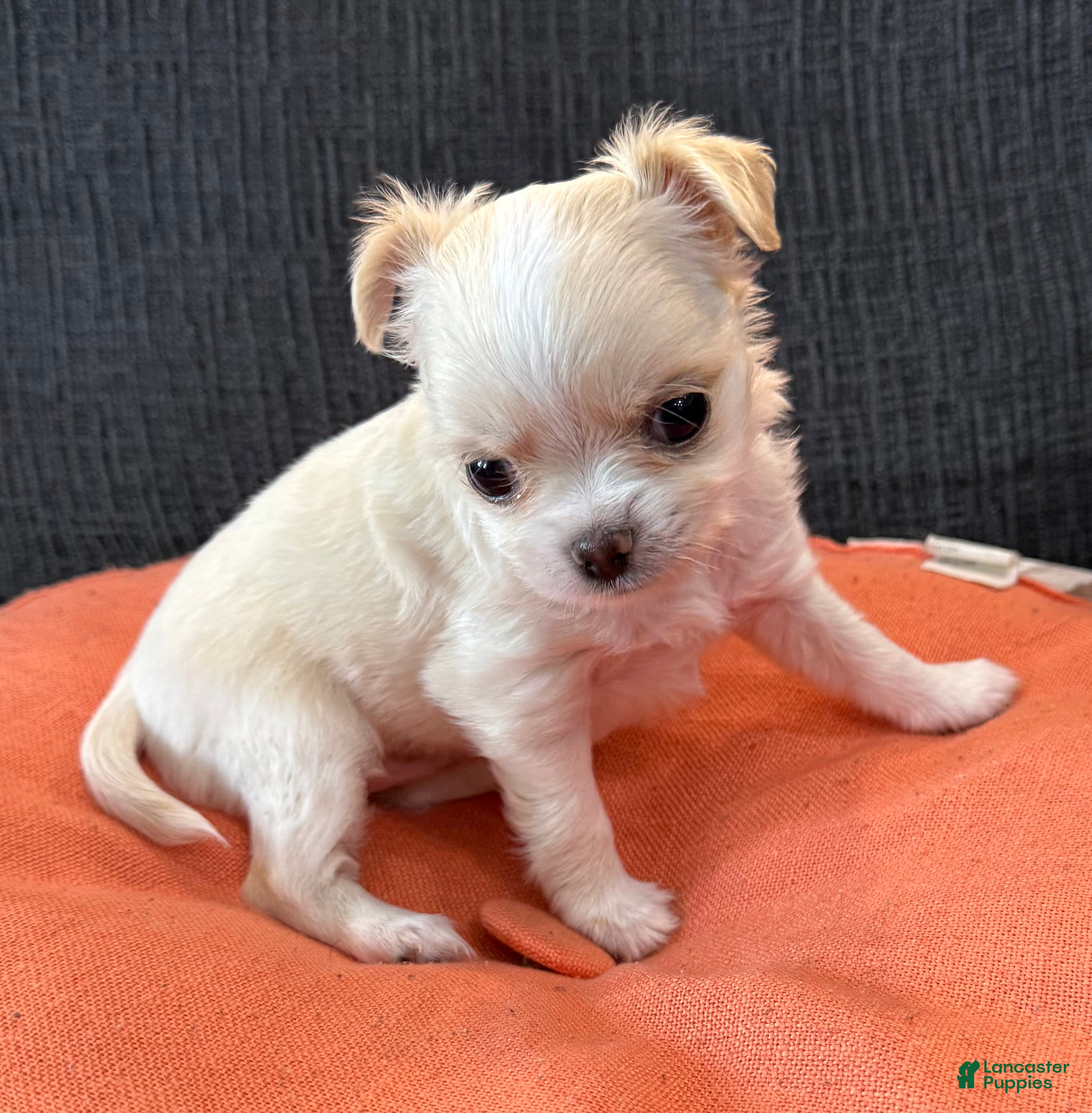Chihuahua dogs for sale: Lunita  - Ad 1