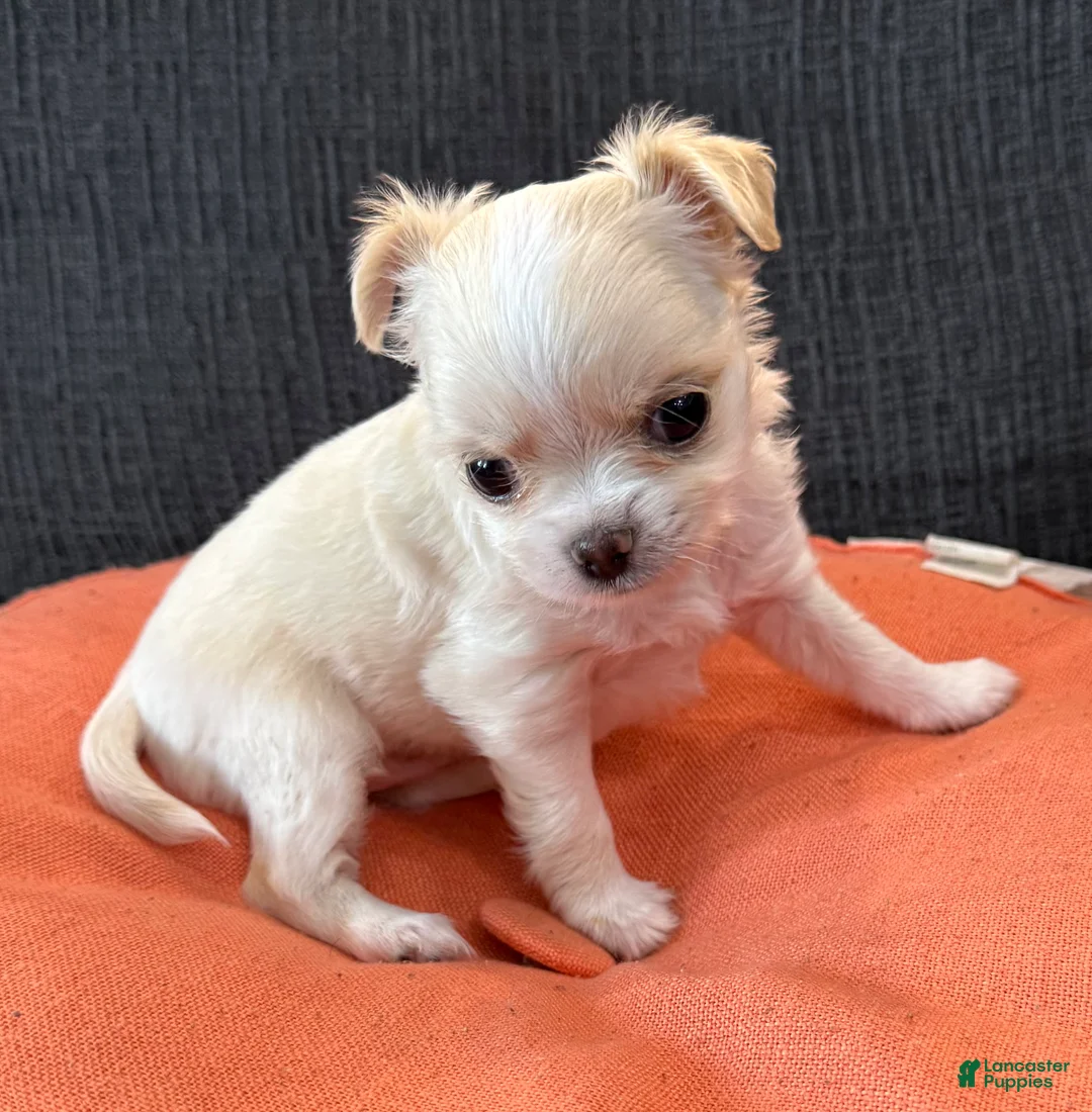 Chihuahua dogs for sale: Lunita  - Ad 1