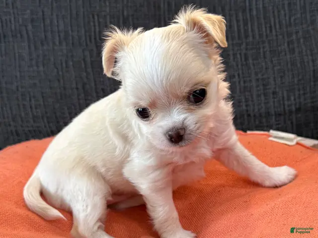 Chihuahua dogs for sale: Lunita - Ad 1